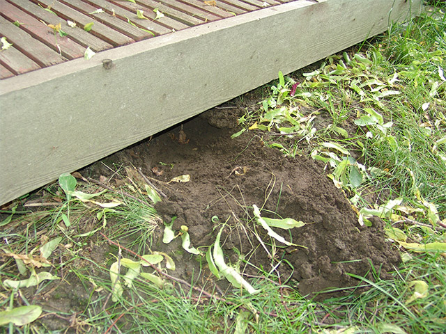 deck-before